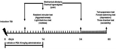 Palmitoylethanolamide Reduces Neuropsychiatric Behaviors by Restoring Cortical Electrophysiological Activity in a Mouse Model of Mild Traumatic Brain Injury